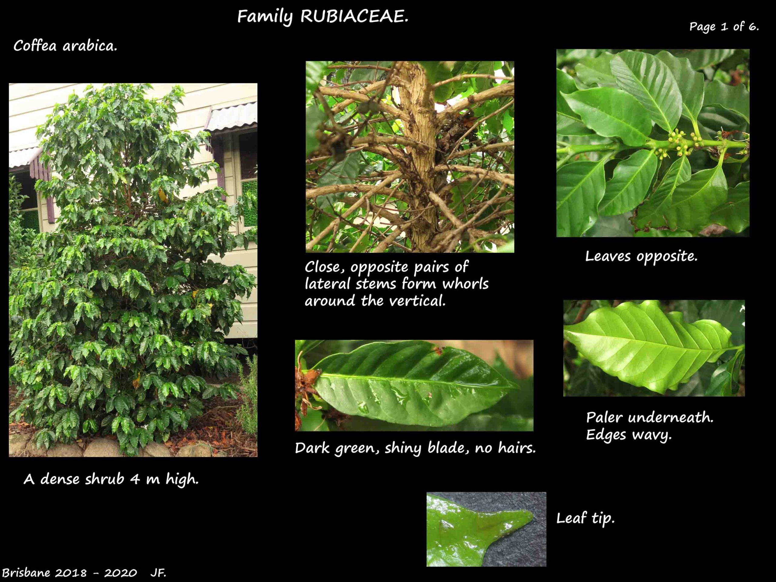 1 Coffee plant & leaves